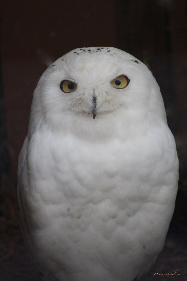 Snow Owl Photograph - Snow Owl by Debra     Vatalaro