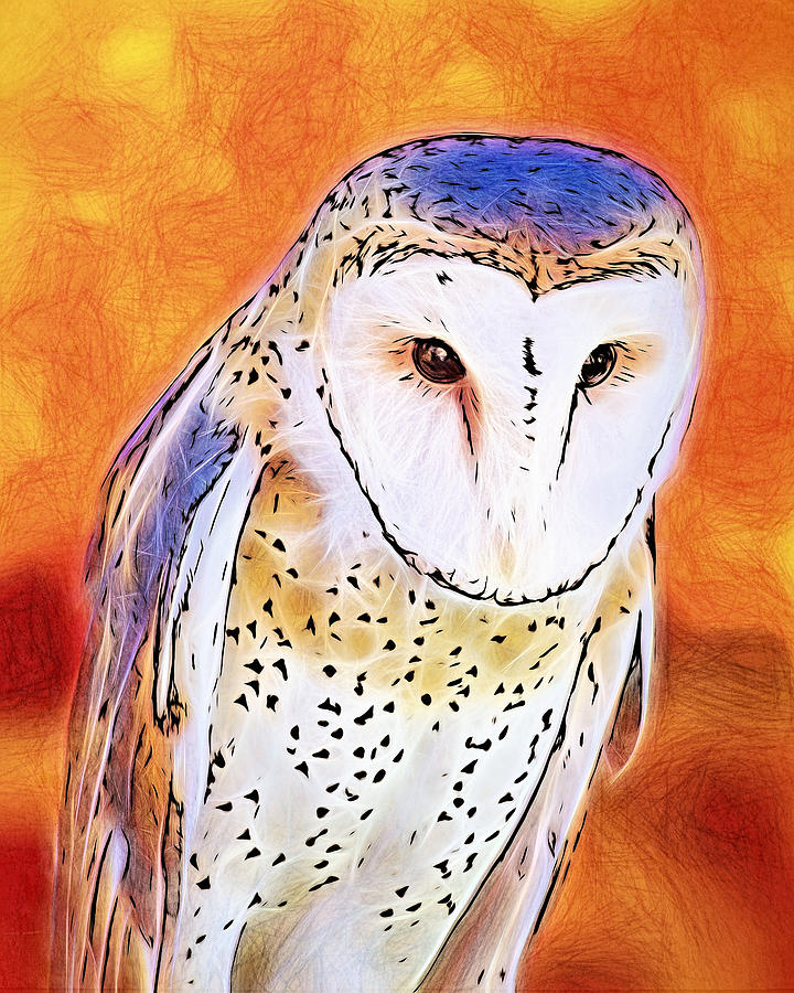 White Face Barn Owl Digital Art by Tracie Schiebel