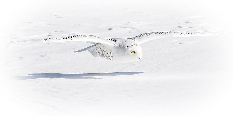 Snow Owl Glide Photograph by Rikk Flohr