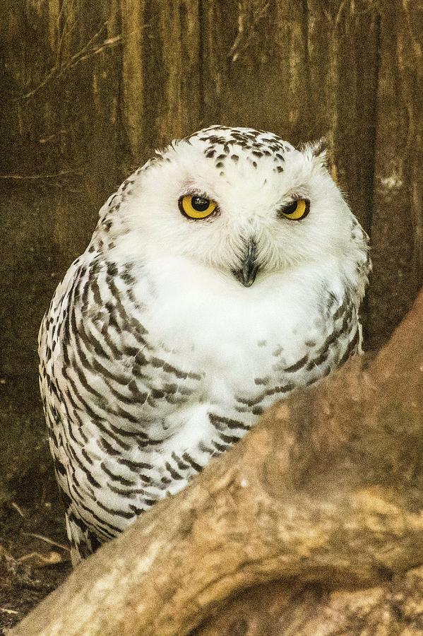 Snow Owl Photograph by John Benedict