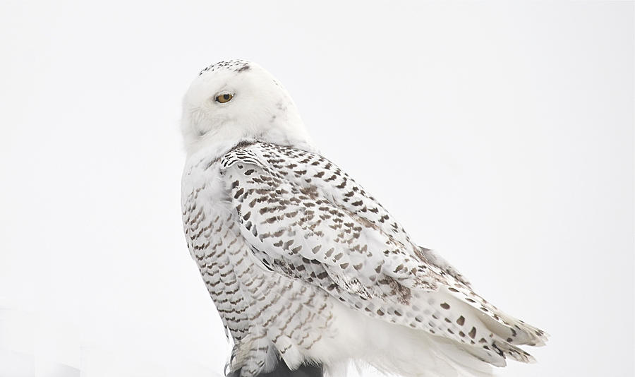 Snow Owl Photograph by Kay Jantzi