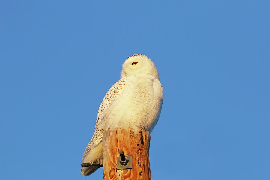 Snow Owl Perched on Pole Photograph by Brook Burling