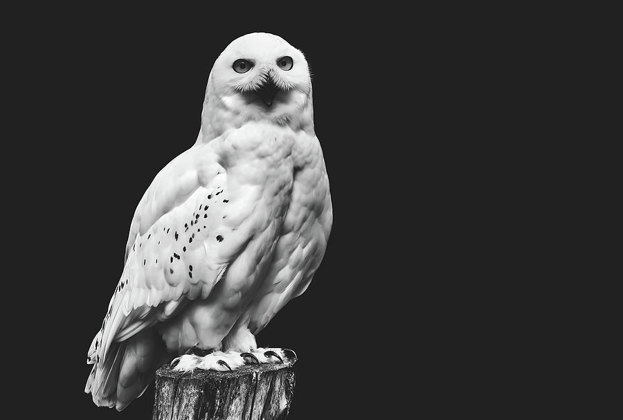 Snow Owl Photograph by Mountain Dreams
