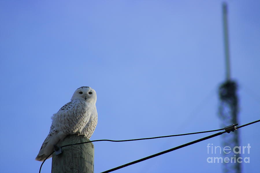 Snow Owl Power Photograph by Erick Schmidt