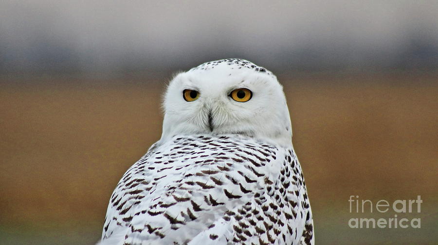 Snow Owl Strare Photograph by Erick Schmidt