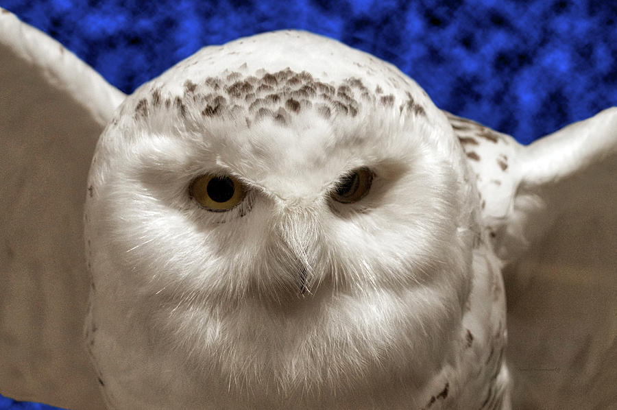 Snow Owl Photograph by Thomas Woolworth