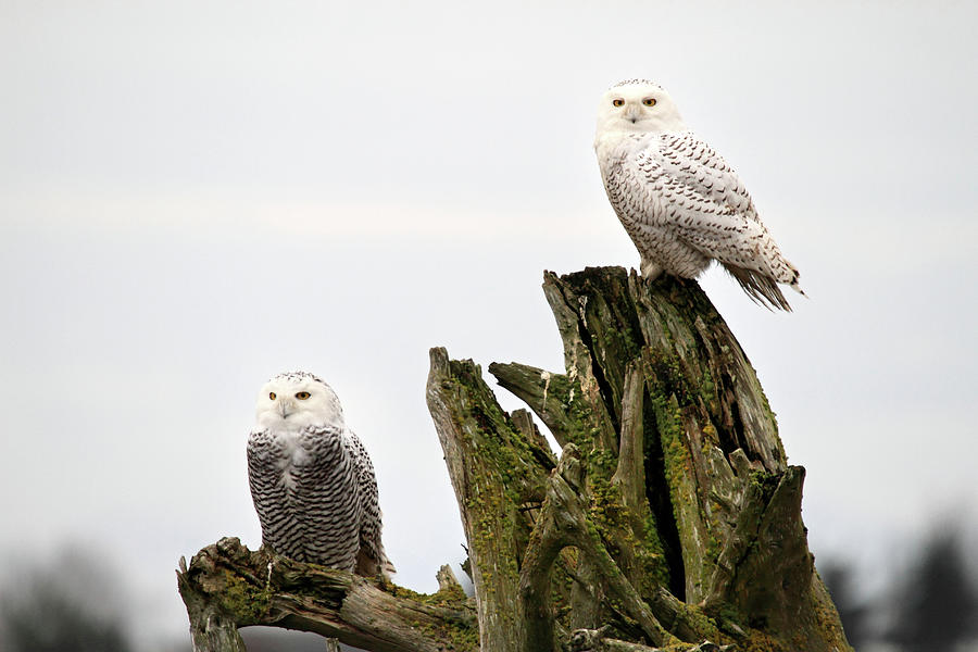 Snow owls of Boundary bay Photograph by Pierre Leclerc Photography