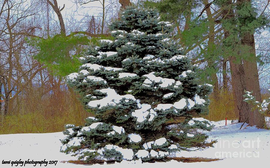 Snow Painted Boughs Photograph by Tami Quigley