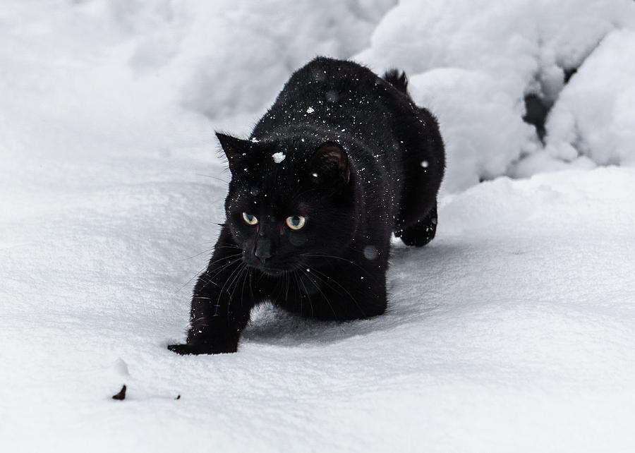 snow-panther-matthew-borg.jpg