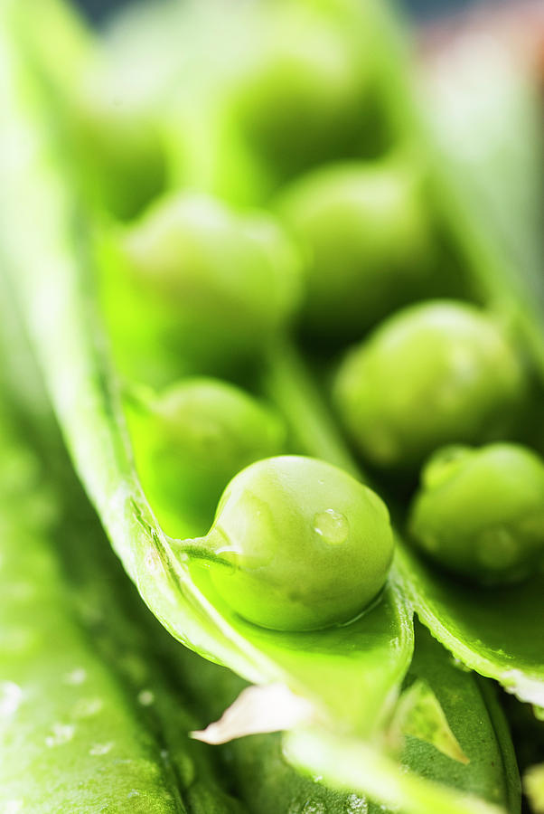 Nature Photograph - Snow peas or green peas seeds by Vishwanath Bhat