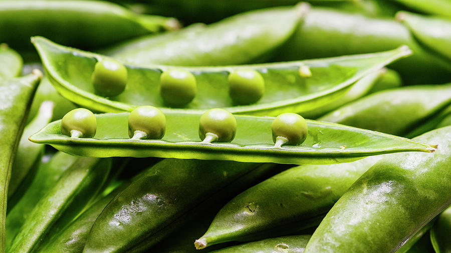 Nature Photograph - Snow Peas or Green peas by Vishwanath Bhat