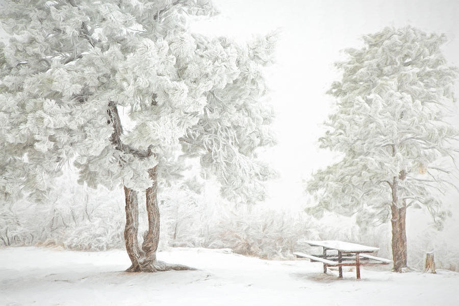 Snow Picnic Photograph by Kristal Kraft
