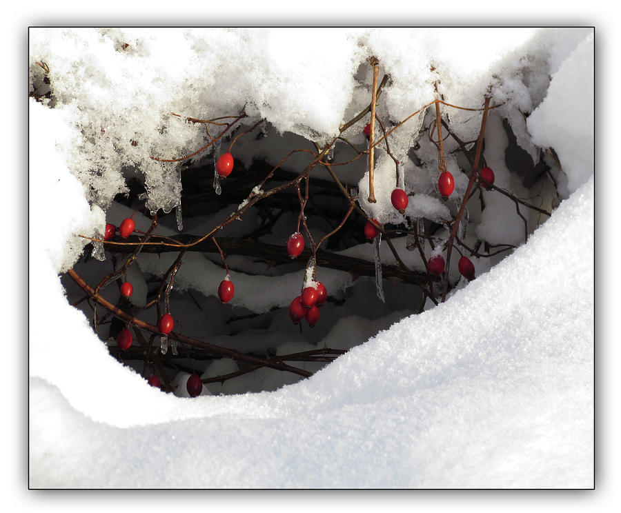 Snow Pocket Treasure Photograph by Deborah Johnson