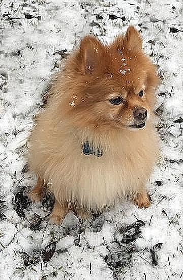 Snow Pomeranian  Photograph by Joseph Baril