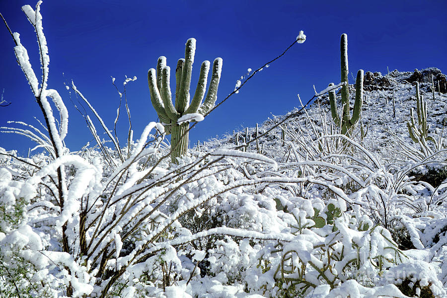 Snow Powder Sugars the Amazing Saguaro Cactus Photograph by Wernher Krutein