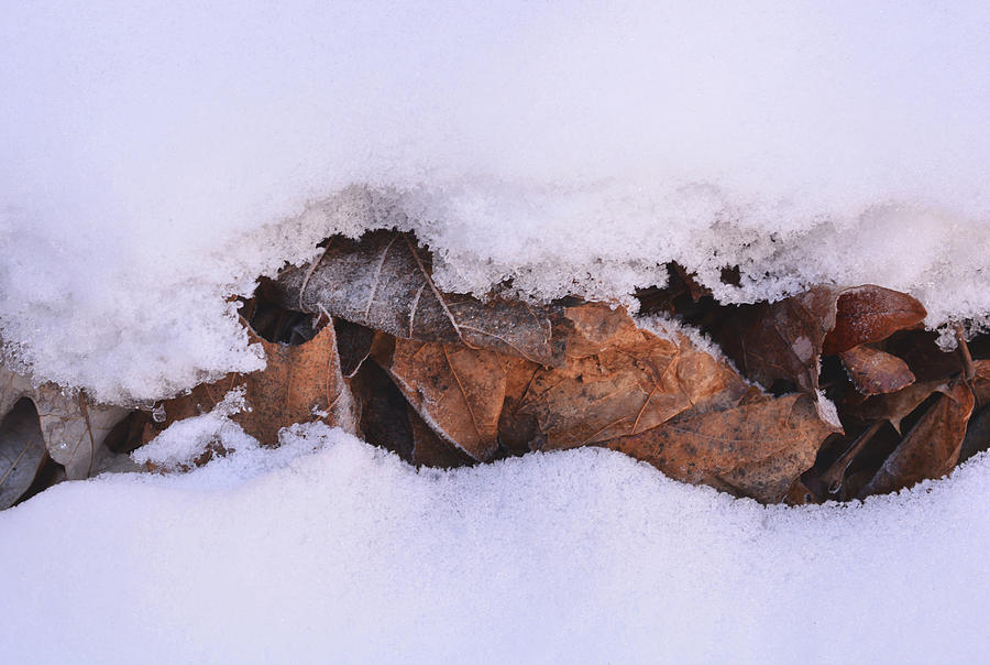 Snow Problem Photograph by Richard Andrews