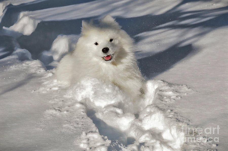 Dog Photograph - Snow Queen by Lois Bryan