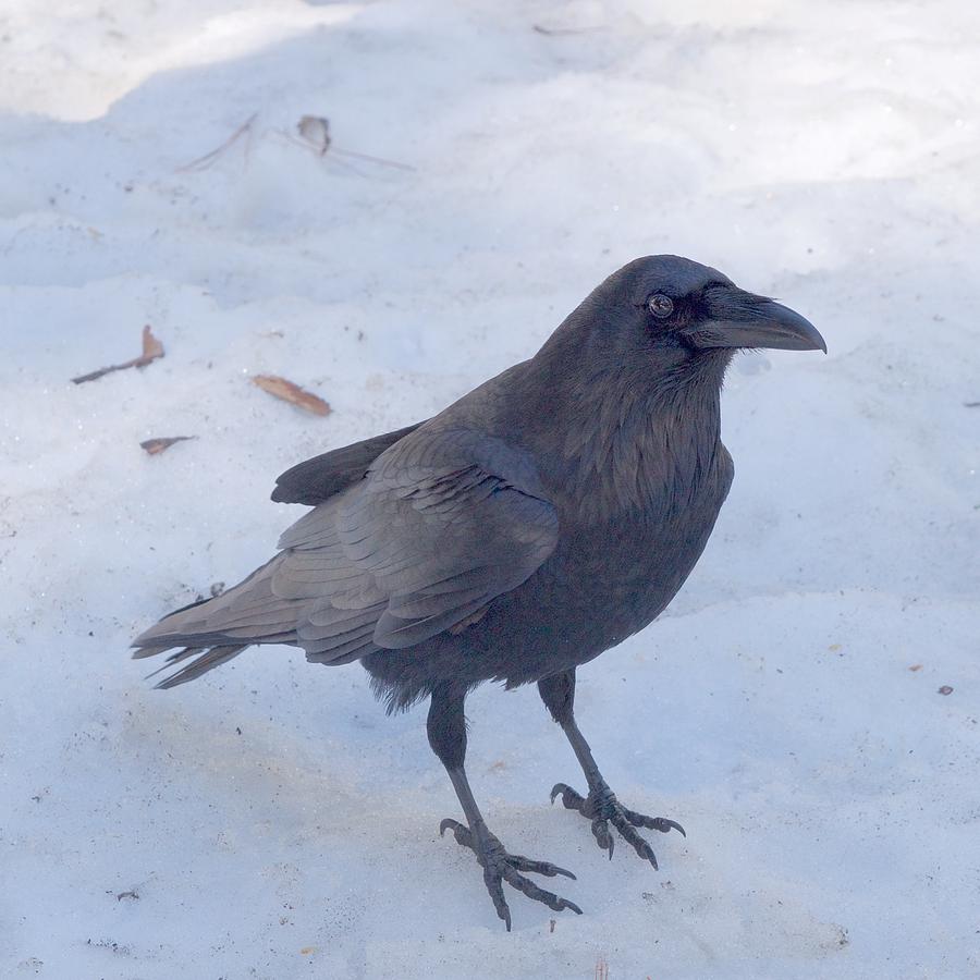 Snow Raven Photograph by Eric Tressler