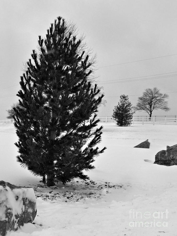 Snow Rock And Tree Photograph