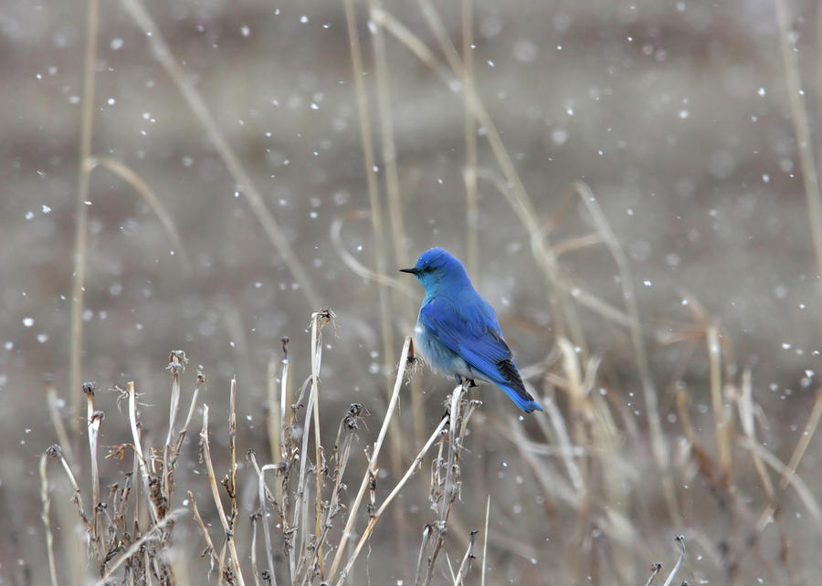 Snow  Photograph by Ronnie And Frances Howard