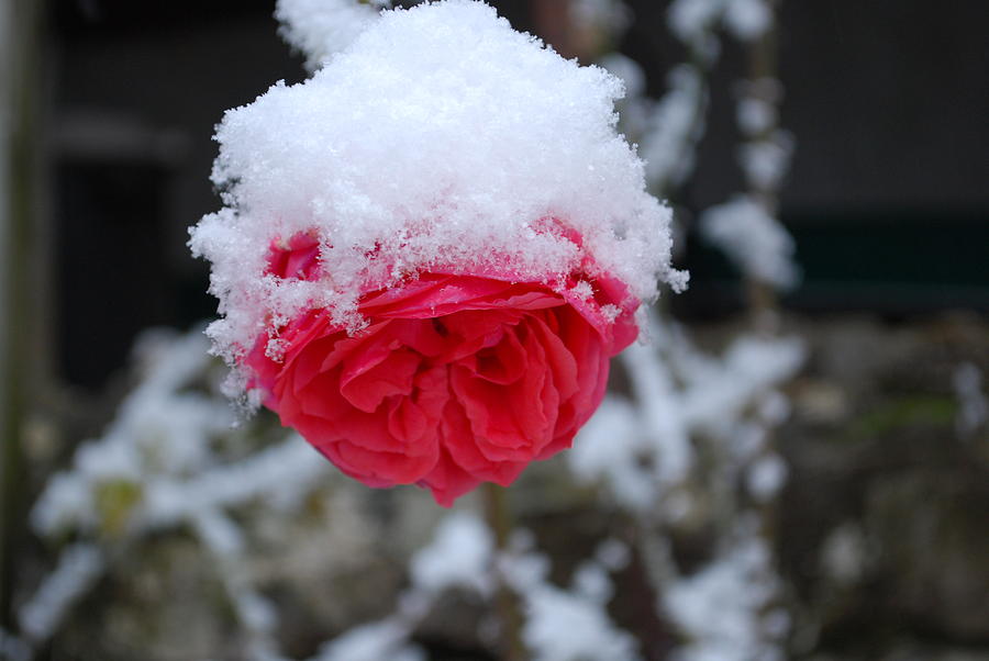 Snowing rose. Роза Роуз Сноу. Snow Rose Иркутск.