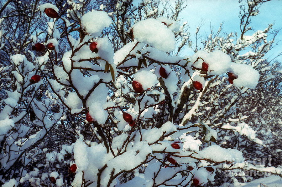 Snow on rosehips Photograph by Phil Banks
