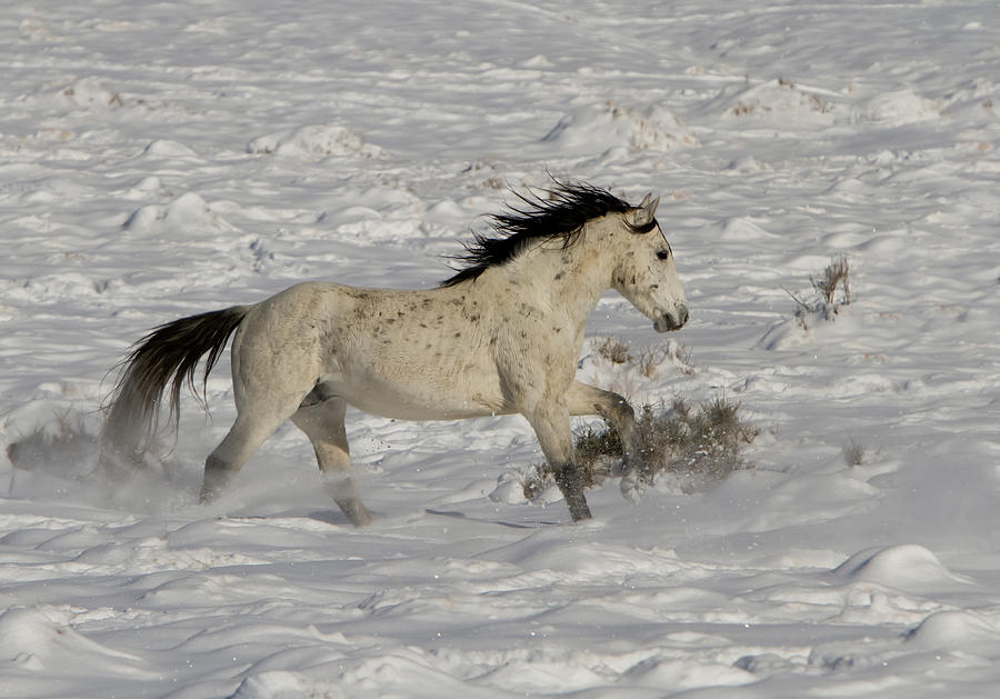 Nature Photograph - Snow Run 2 by Kent Keller