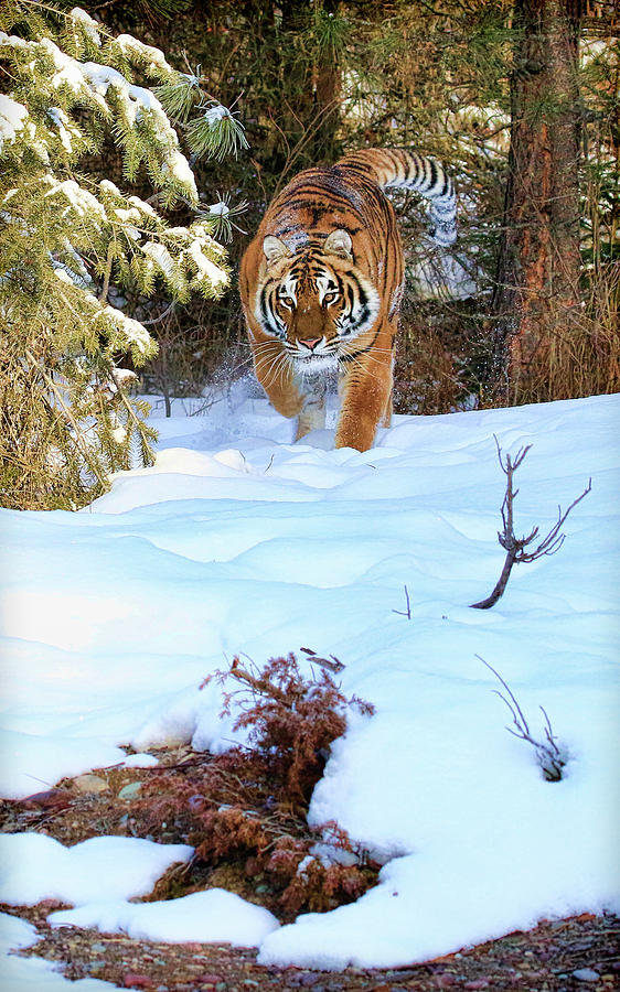 Snow Run Photograph by Steve McKinzie