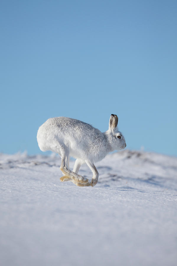 Snow Runner Photograph by Pete Walkden
