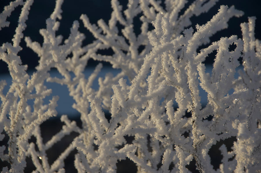 Snow Scean 4 Photograph by Phyllis Spoor