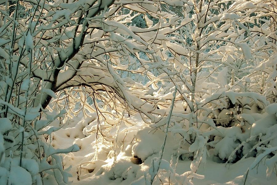 Snow Scene Photograph by Jarmo Honkanen
