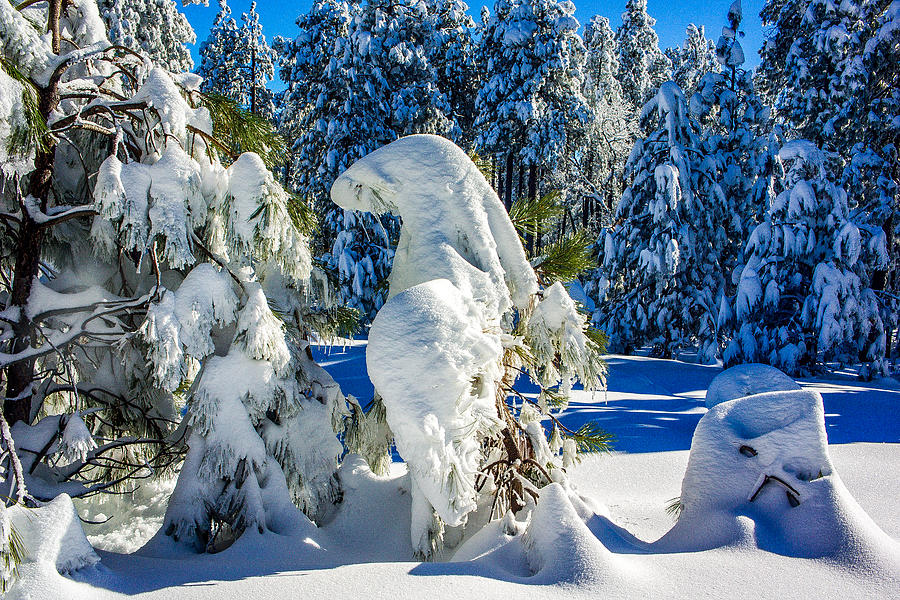 Snow Sculptures Photograph by Barbara Zahno
