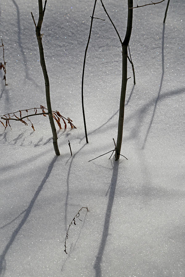 Snow Shadows 2018 3 Photograph by Mary Bedy