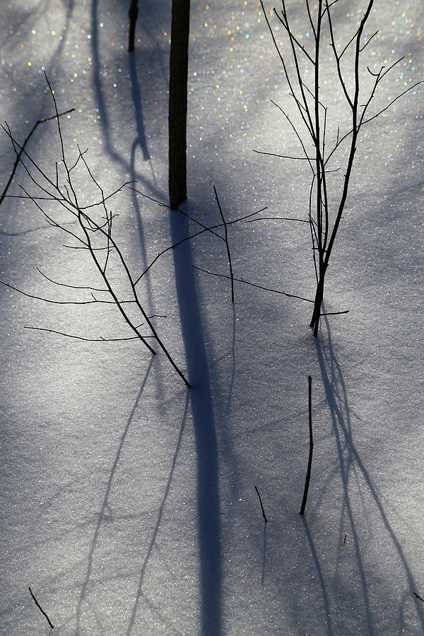 Snow Shadows 2018 5 Photograph by Mary Bedy