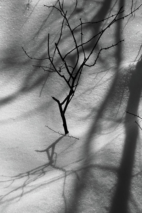 Snow Shadows 2018 BW Photograph by Mary Bedy