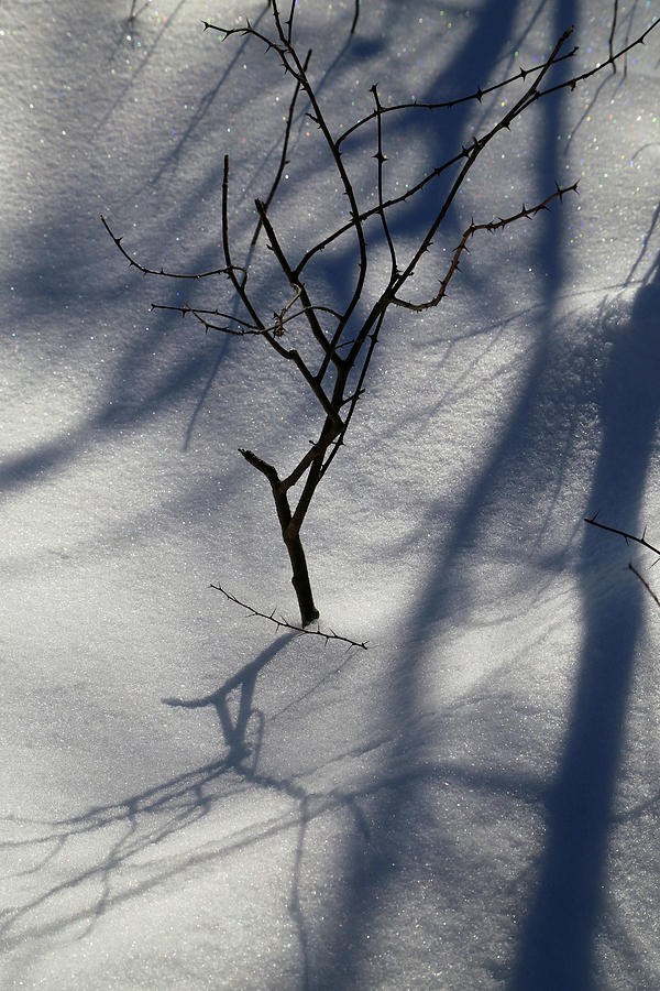 Snow Shadows 2018 Photograph by Mary Bedy