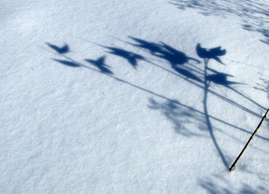 Snow shadows 7 Photograph by Douglas Pike