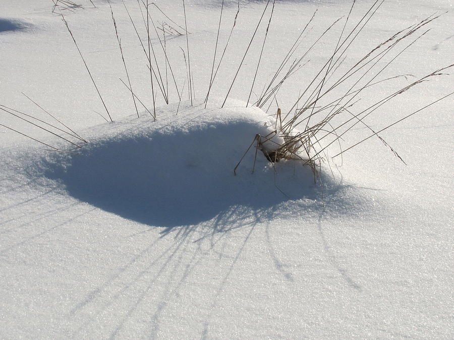 Snow Shadows with grass Photograph by Douglas Pike