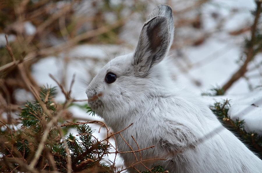 Snow Shoe Hare Holiday Photograph by Hella Buchheim
