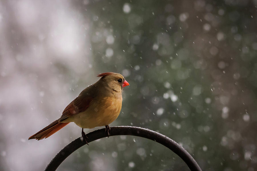 Snow Showers Female Northern Cardinal Photograph by Terry DeLuco