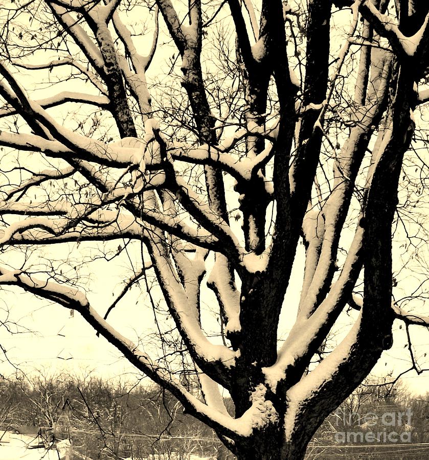 Tree Photograph - Snow Sitting On Top The Tree by Marsha Heiken