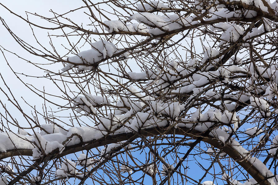 Snow Sky and Branches  Photograph by Robert Ullmann