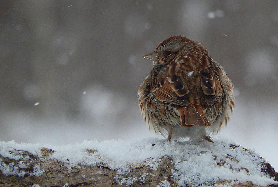 Sparrow Photograph - Snow Sparrow by Karen Cook