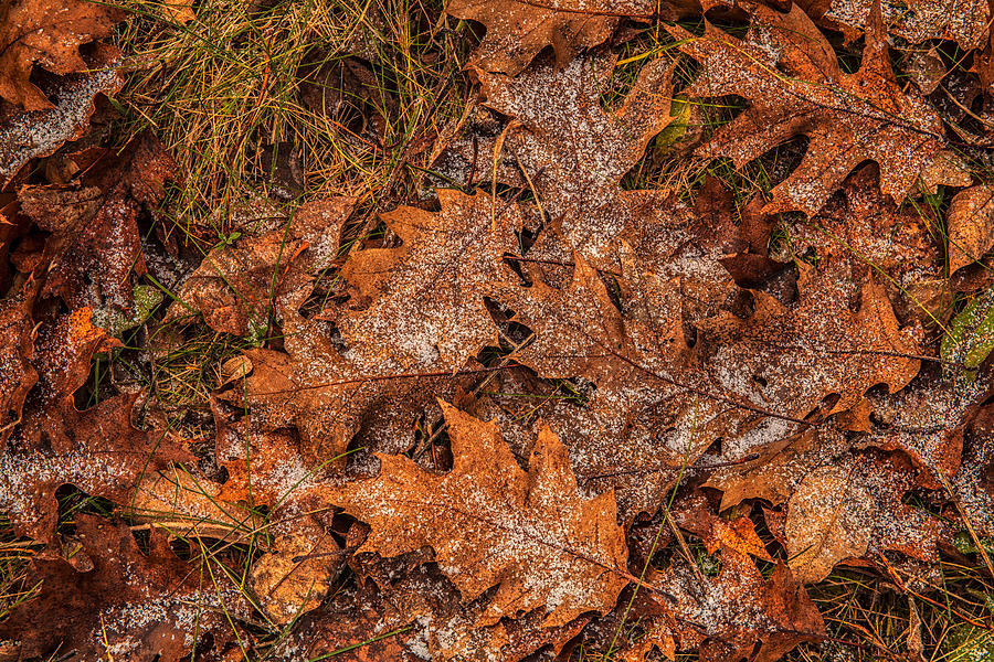 Snow Sprinkled Oak Leaves  Photograph by Irwin Barrett