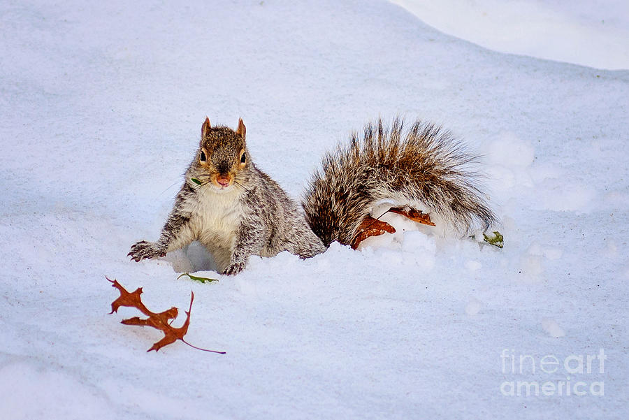Snow Squirrel Photograph by Anna Serebryanik