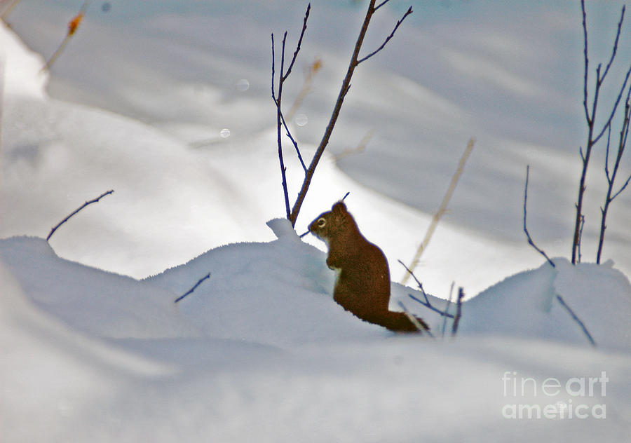 Snow Squirrel Photograph by Cindy Murphy - NightVisions 