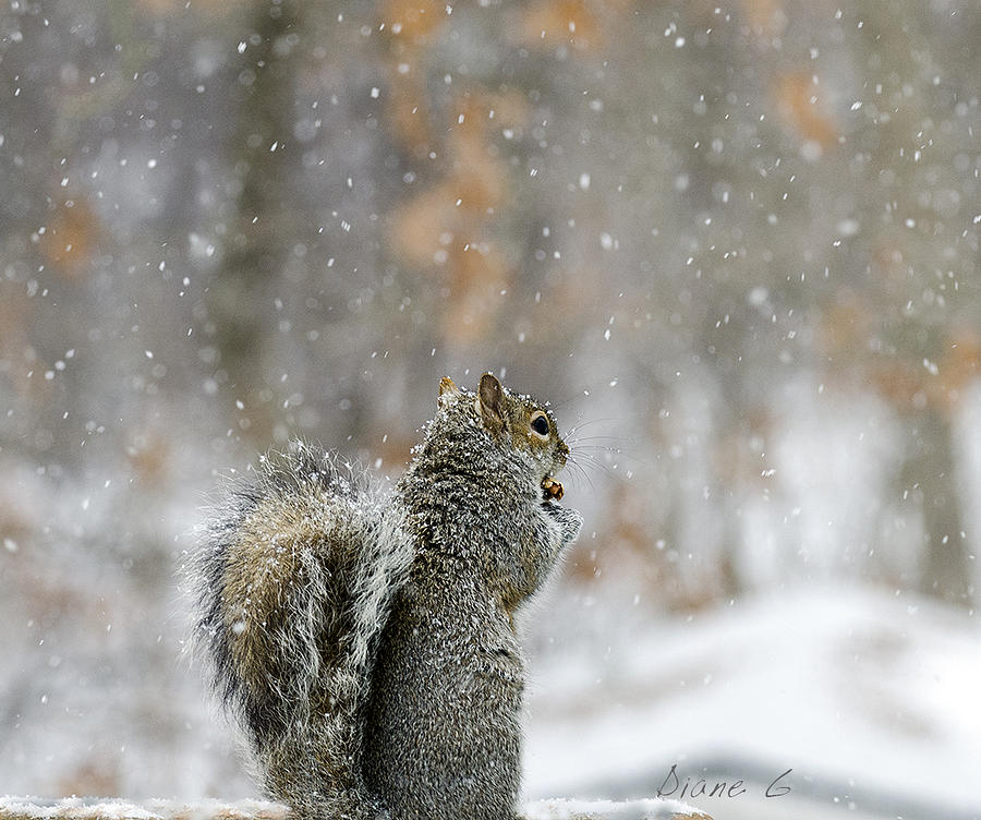 Snow Squirrel Photograph by Diane Giurco