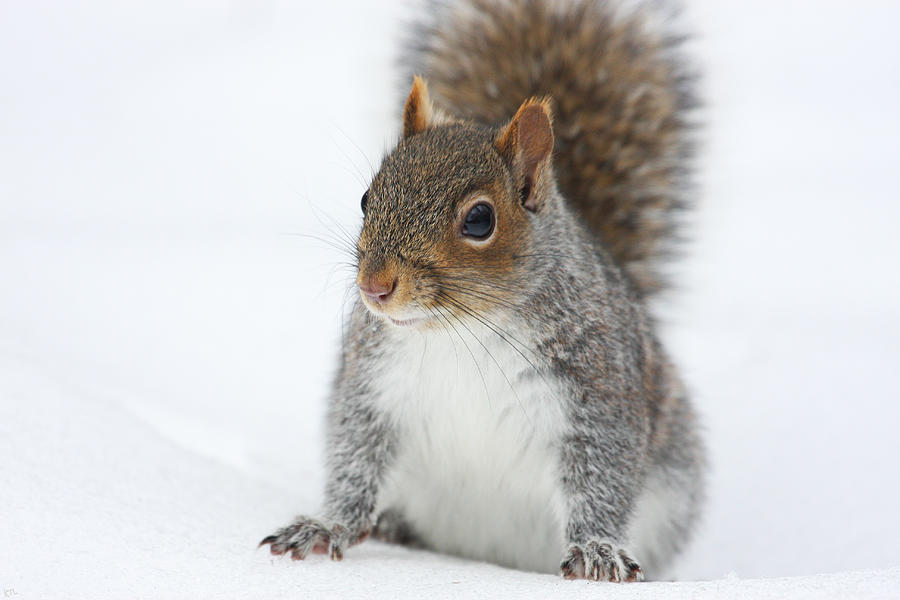 Animal Photograph - Snow Squirrel by Karol Livote