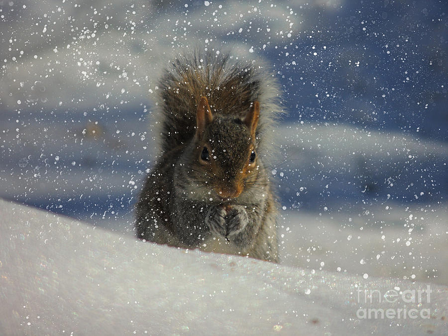 Snow Squirrel Photograph by Mim White