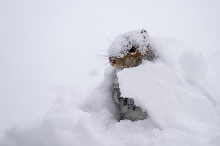 Winter Photograph - Snow Squirrel by Terry DeLuco